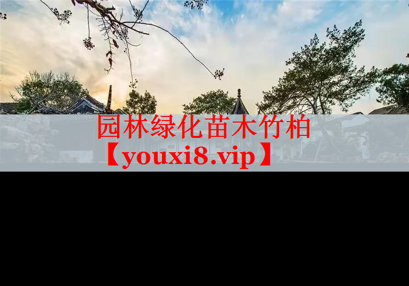 园林绿化苗木竹柏
